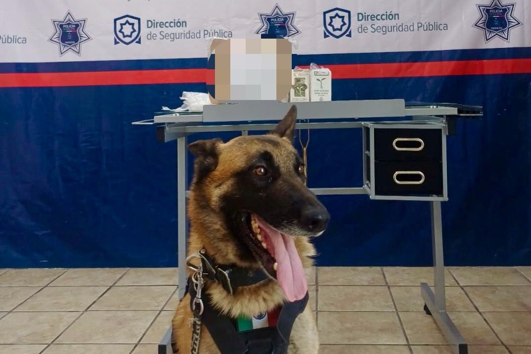 Unidad Canina de Torreón detecta paquete con droga en empresa de paquetería