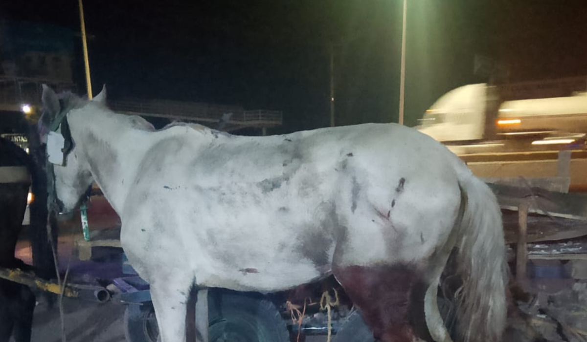 Fallece Palomino, el caballo que fue arrollado en accidente vial