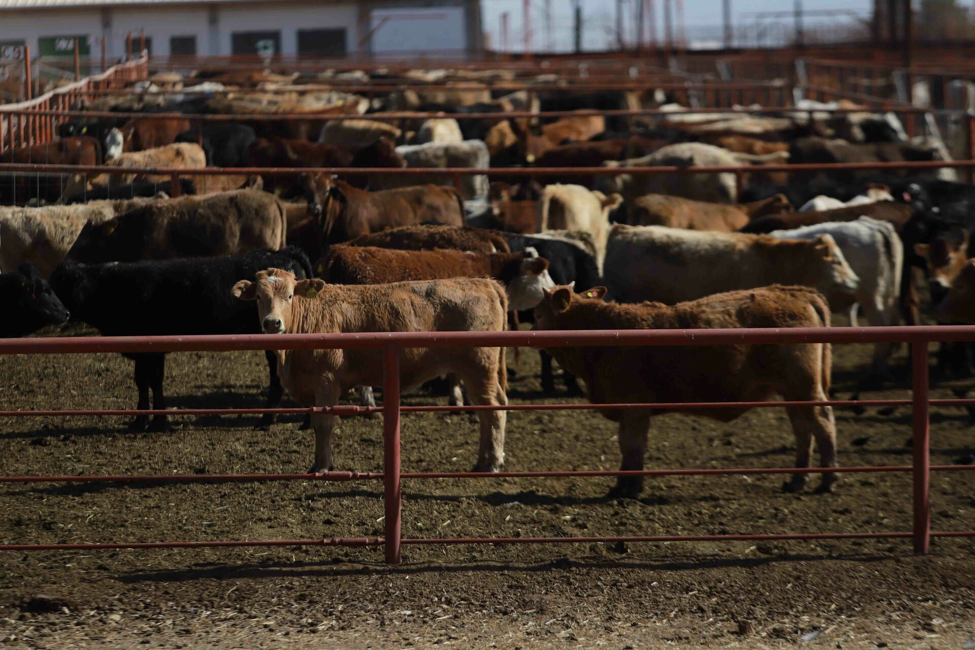 Estados Unidos suspende entrada de exportaciones de ganado mexicano por plaga de gusano barrenador