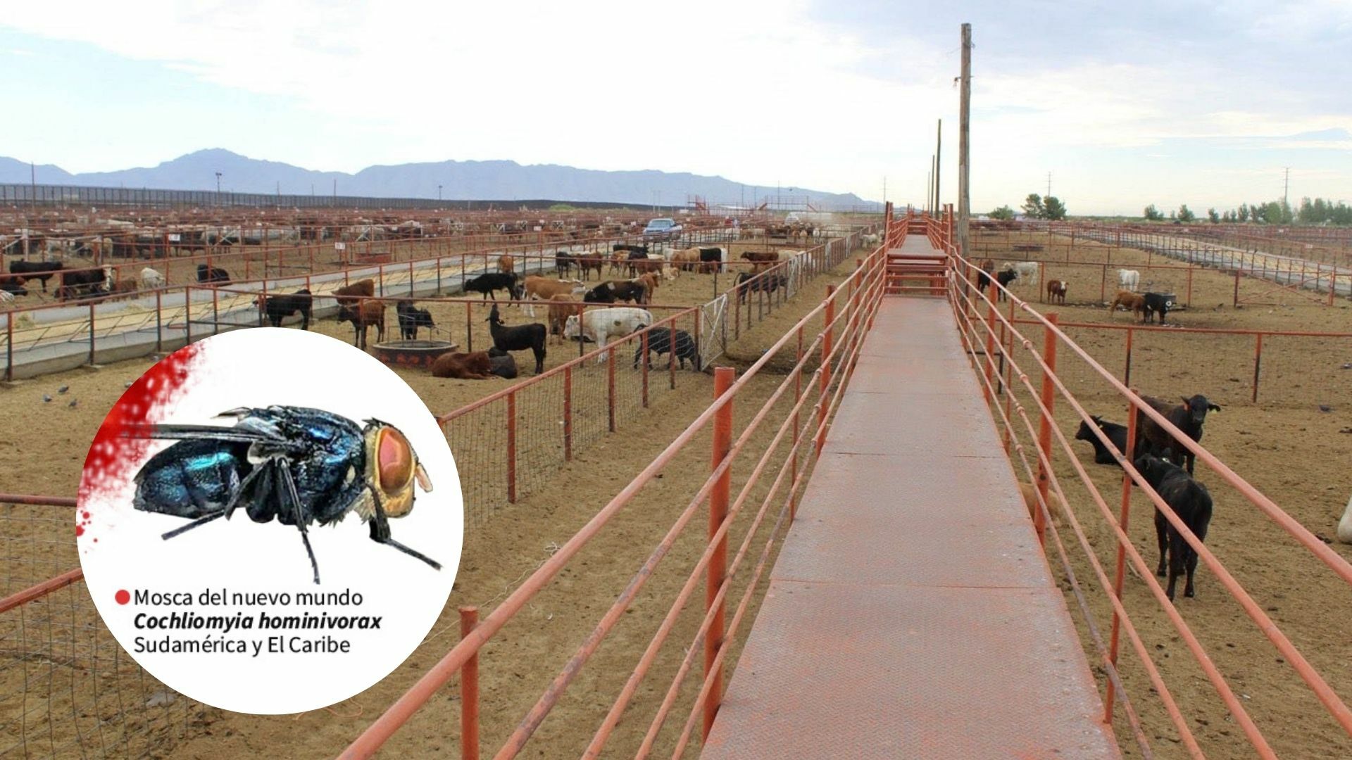 Hasta marzo de 2025, más de 300 casos de gusano barrenador en México; productores coahuilenses exigen acciones