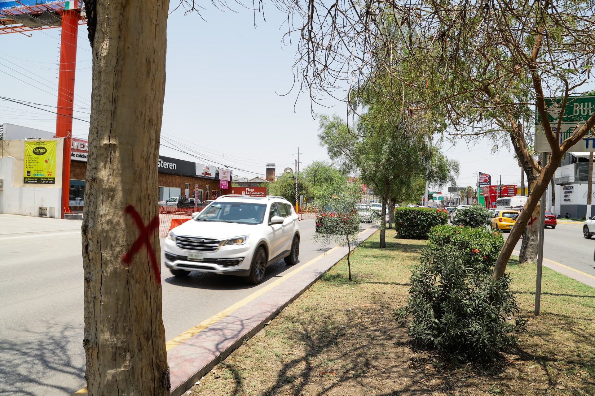 ‘Pésima idea’ trasplante y tala de 98 árboles por obra Abastos-Independencia: ProDeNazas