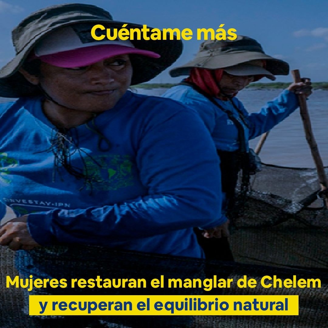 Mujeres restauran el manglar de Chelem y recuperan el equilibrio natural