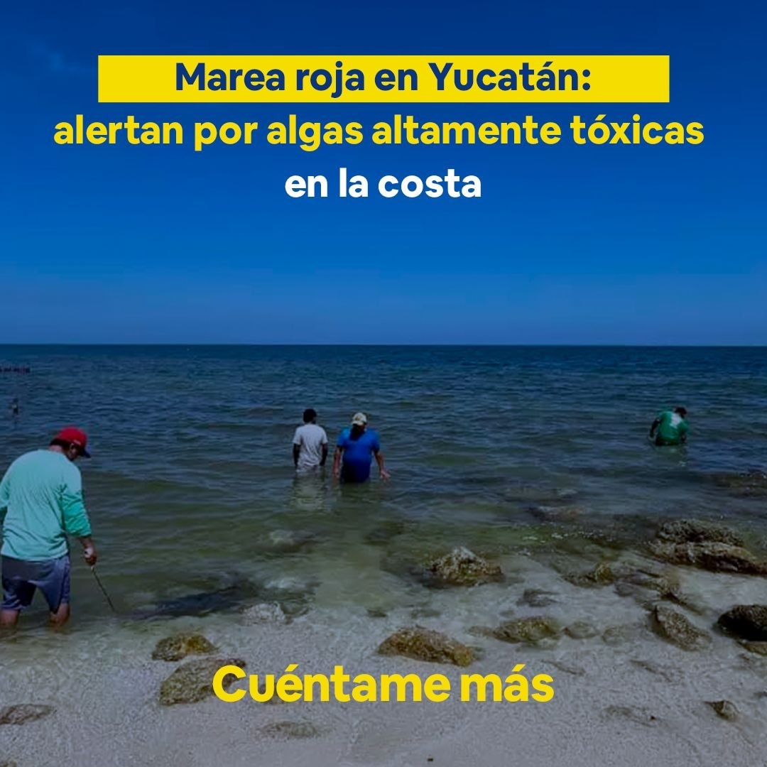 Marea roja en Yucatán: alertan por algas altamente tóxicas en la costa