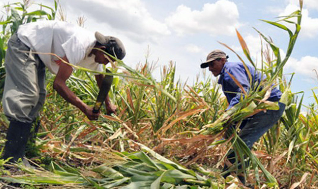 Apoyo a comunidades rurales