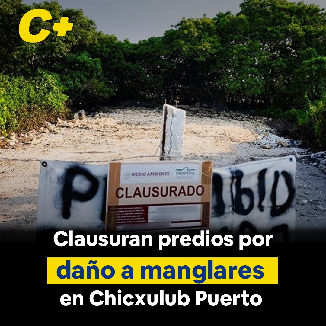 Clausuran predios por daño a manglares en Chicxulub Puerto