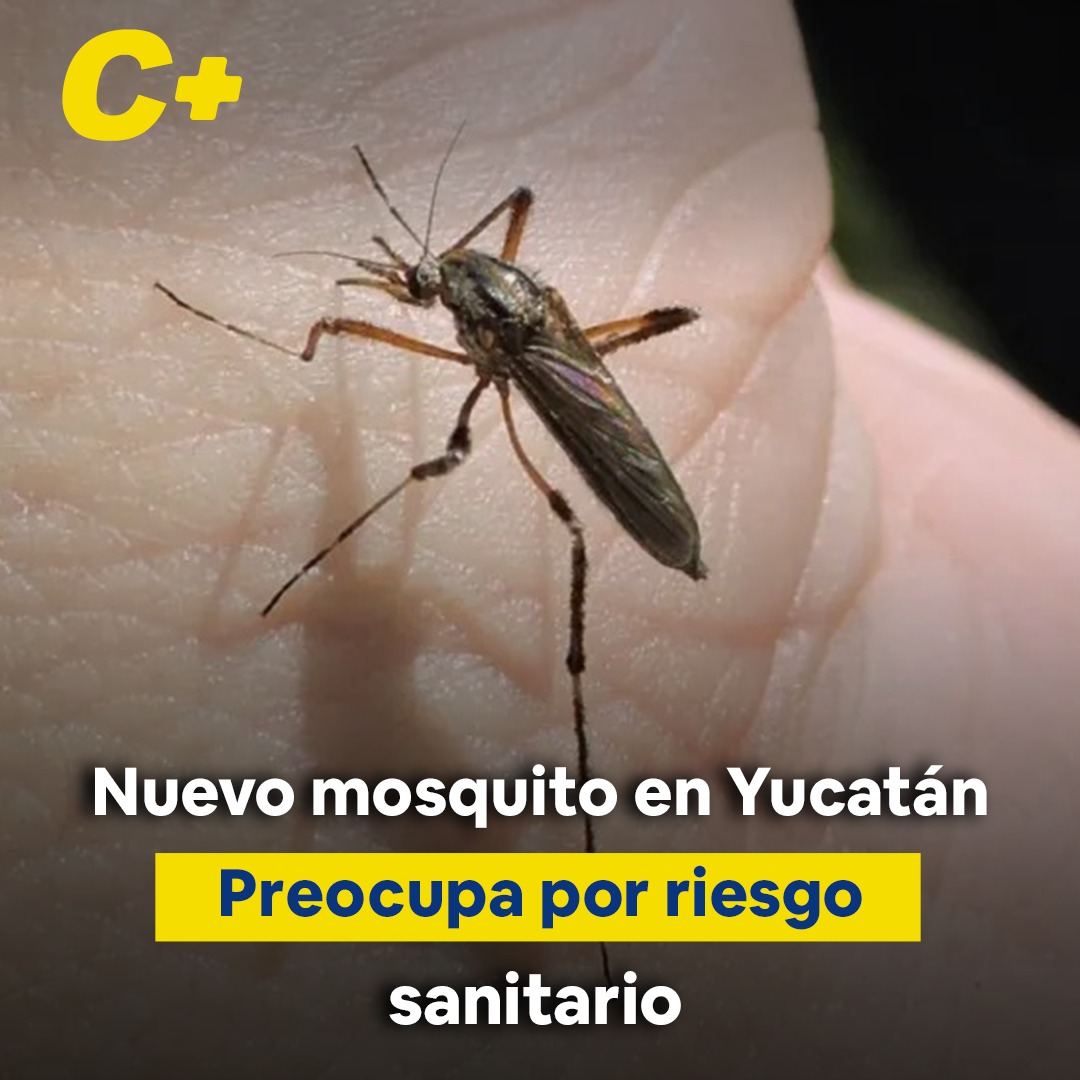 Nuevo mosquito en Yucatán preocupa por riesgo sanitario