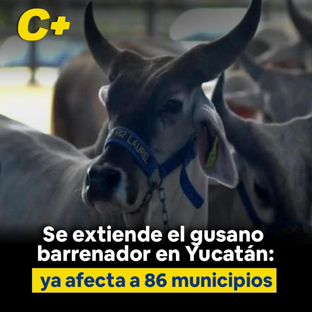 Se extiende el gusano barrenador en Yucatán: ya afecta a 86 municipios