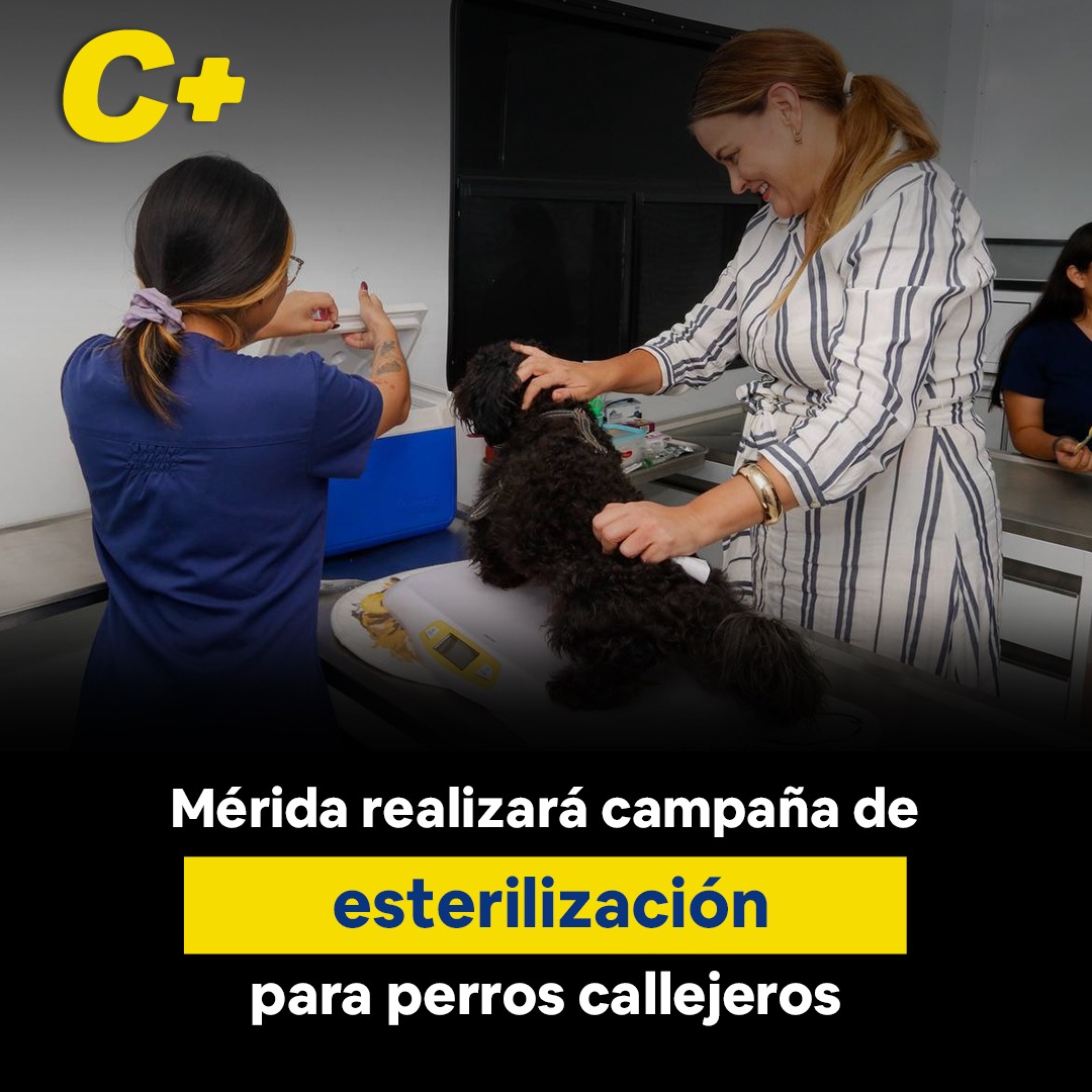 Mérida realizará campaña de esterilización para perros callejeros