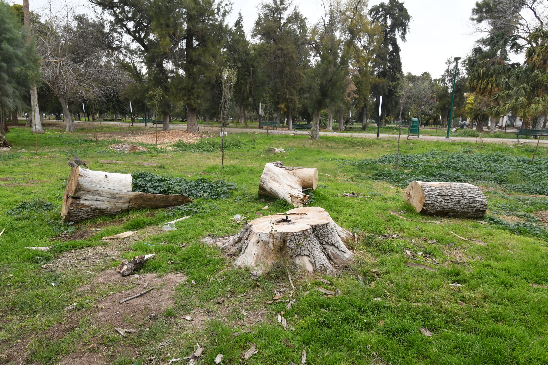 Niegan tala de 130 árboles del Bosque Venustiano Carranza