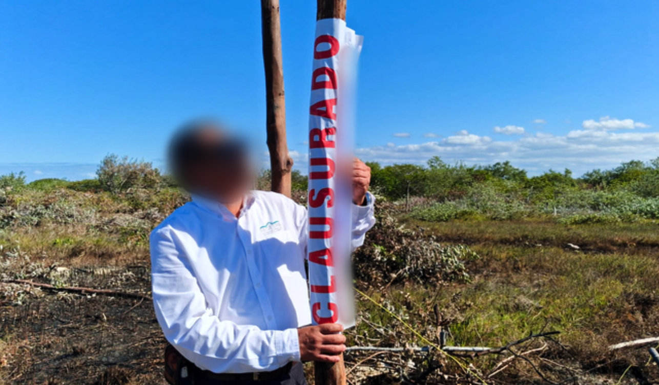 Clausura Profepa predio por daño a manglar en Chelem
