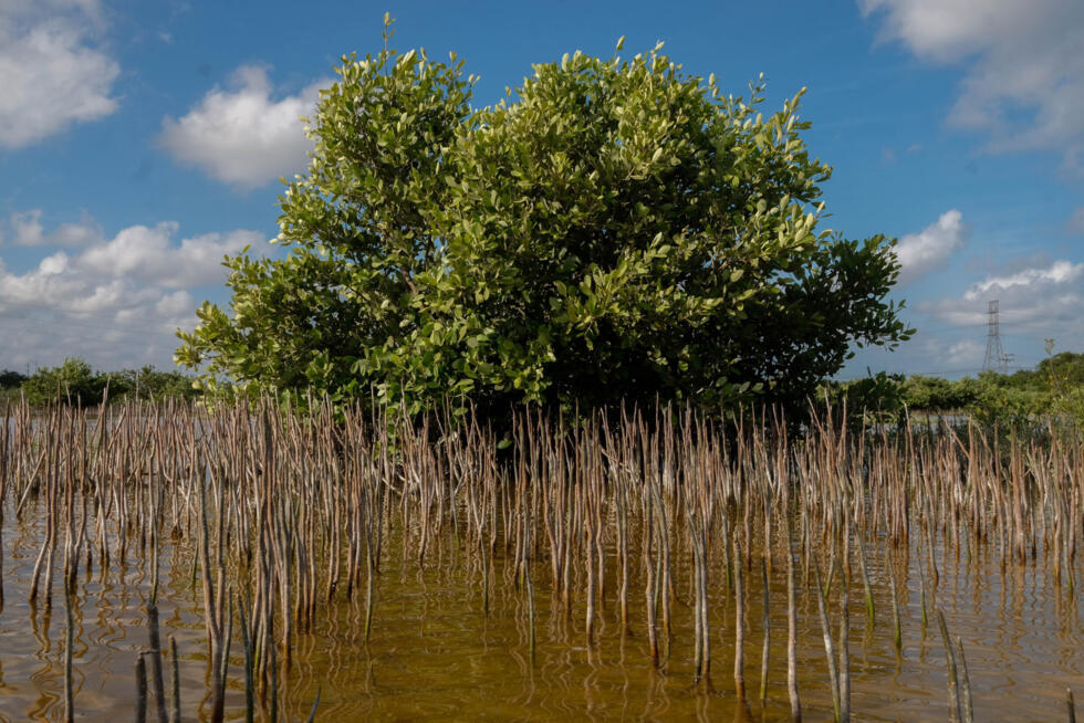 Denuncian destrucción de manglares en Chelem ante falta de sanciones