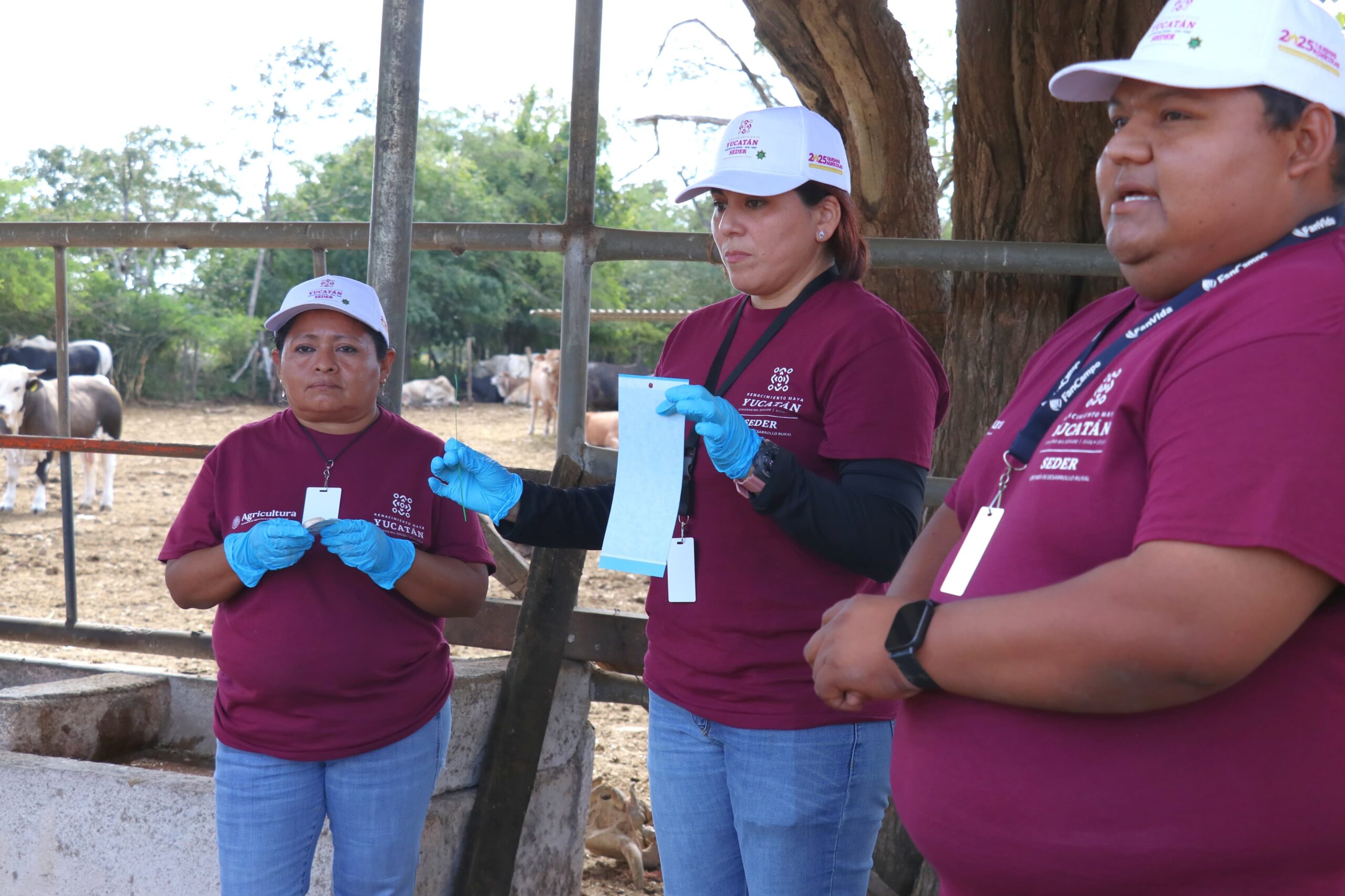 Arranca en Tizimín plan piloto para frenar al gusano barrenador del ganado