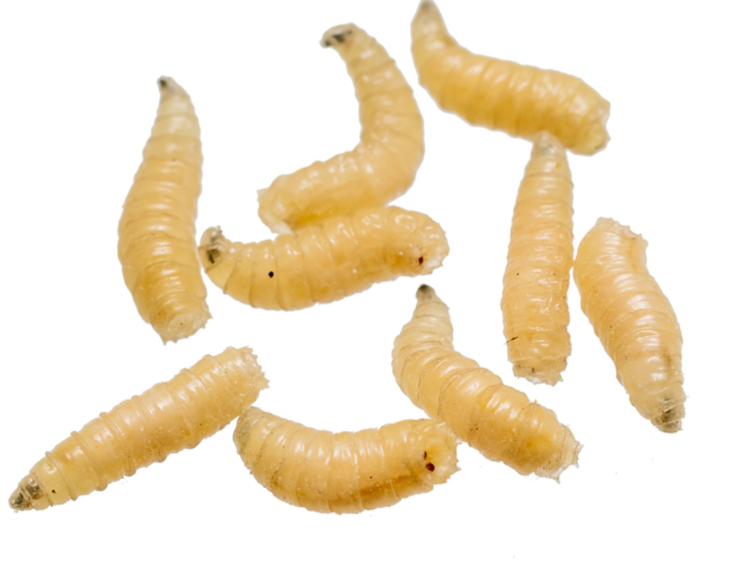 Yucatán suma seis casos de miasis por gusano barrenador en lo que va de 2026