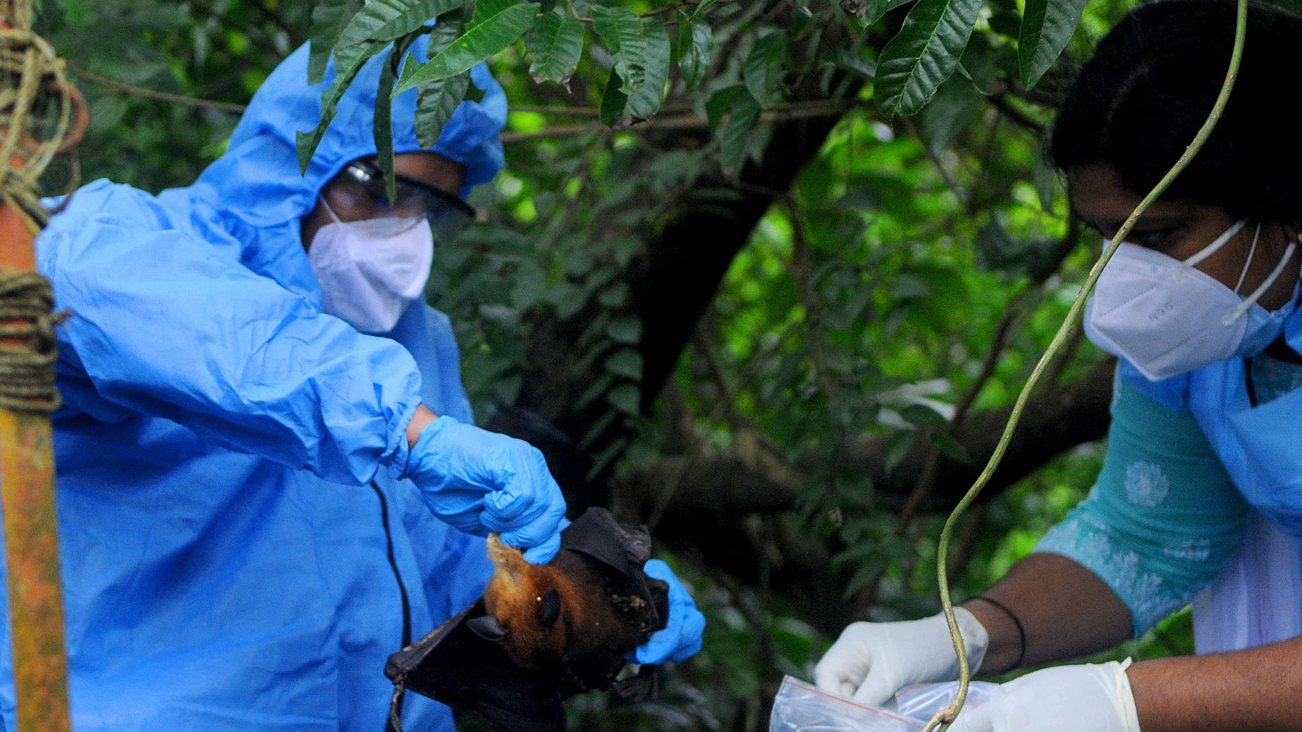 OMS alerta por casos de virus Nipah, una enfermedad rara y altamente mortal
