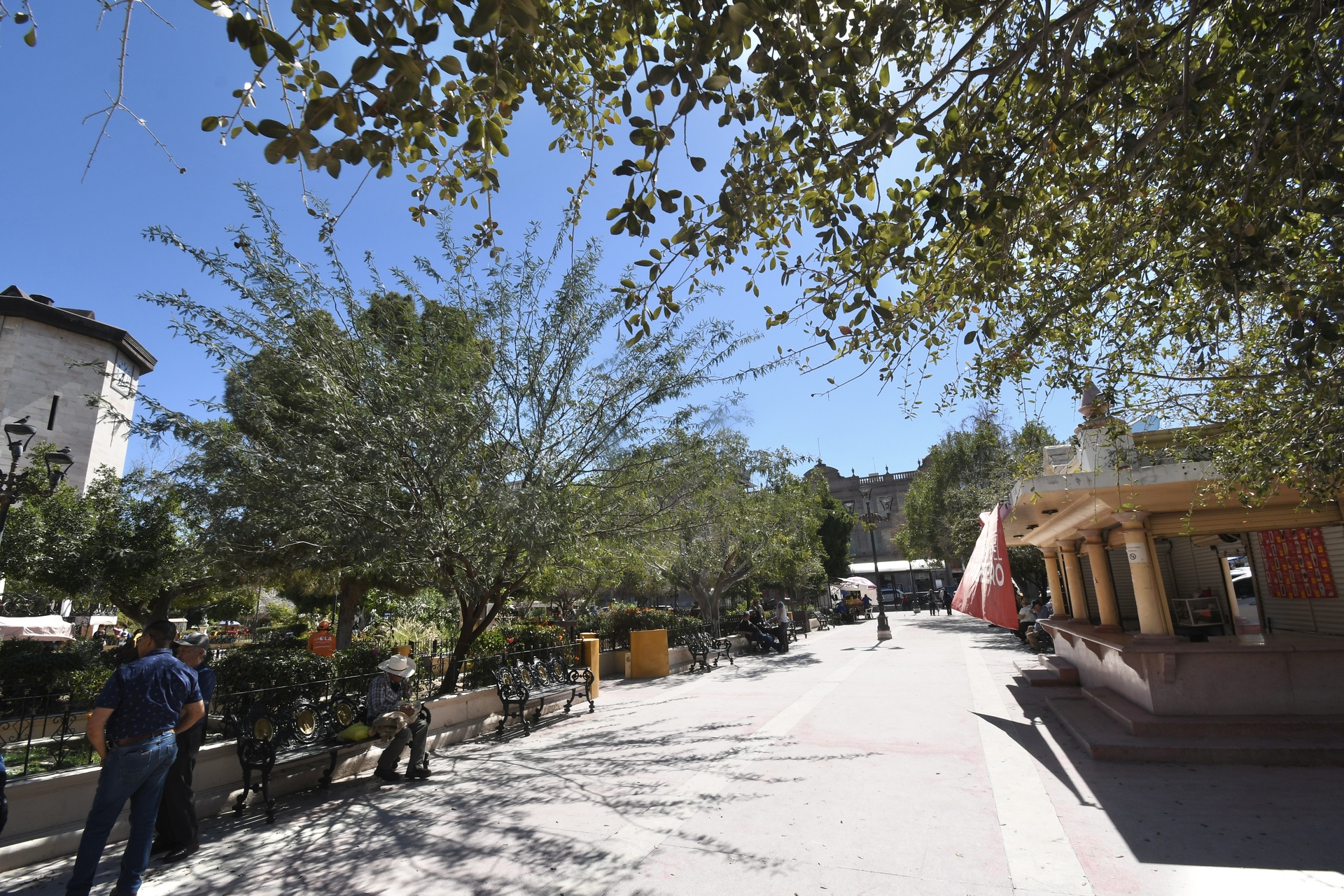 Reforestarán Plaza de Armas con casi 200 árboles en Torreón