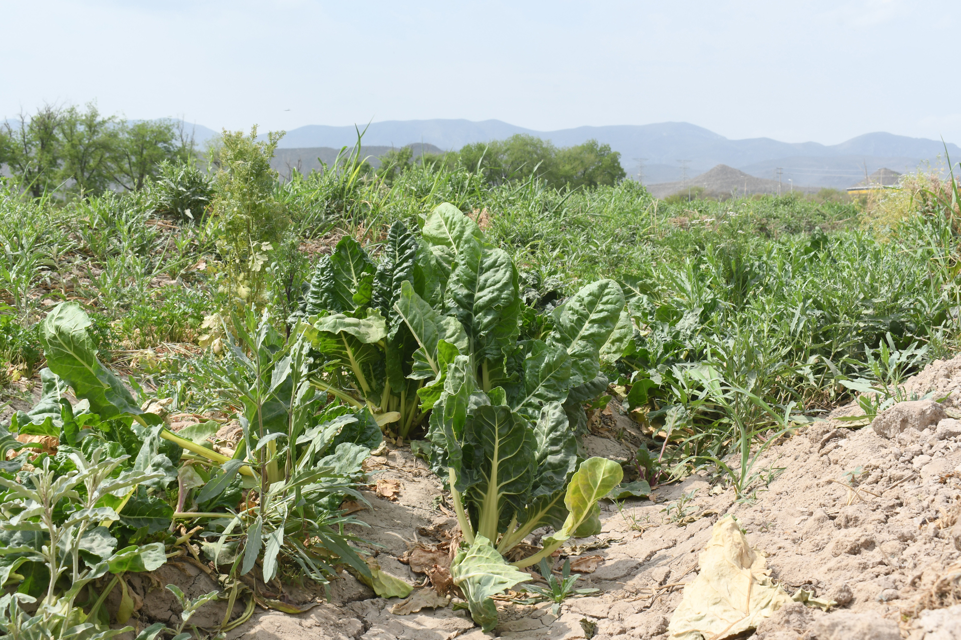 Blindan ciclo agrícola para garantizar agua de riego en La Laguna