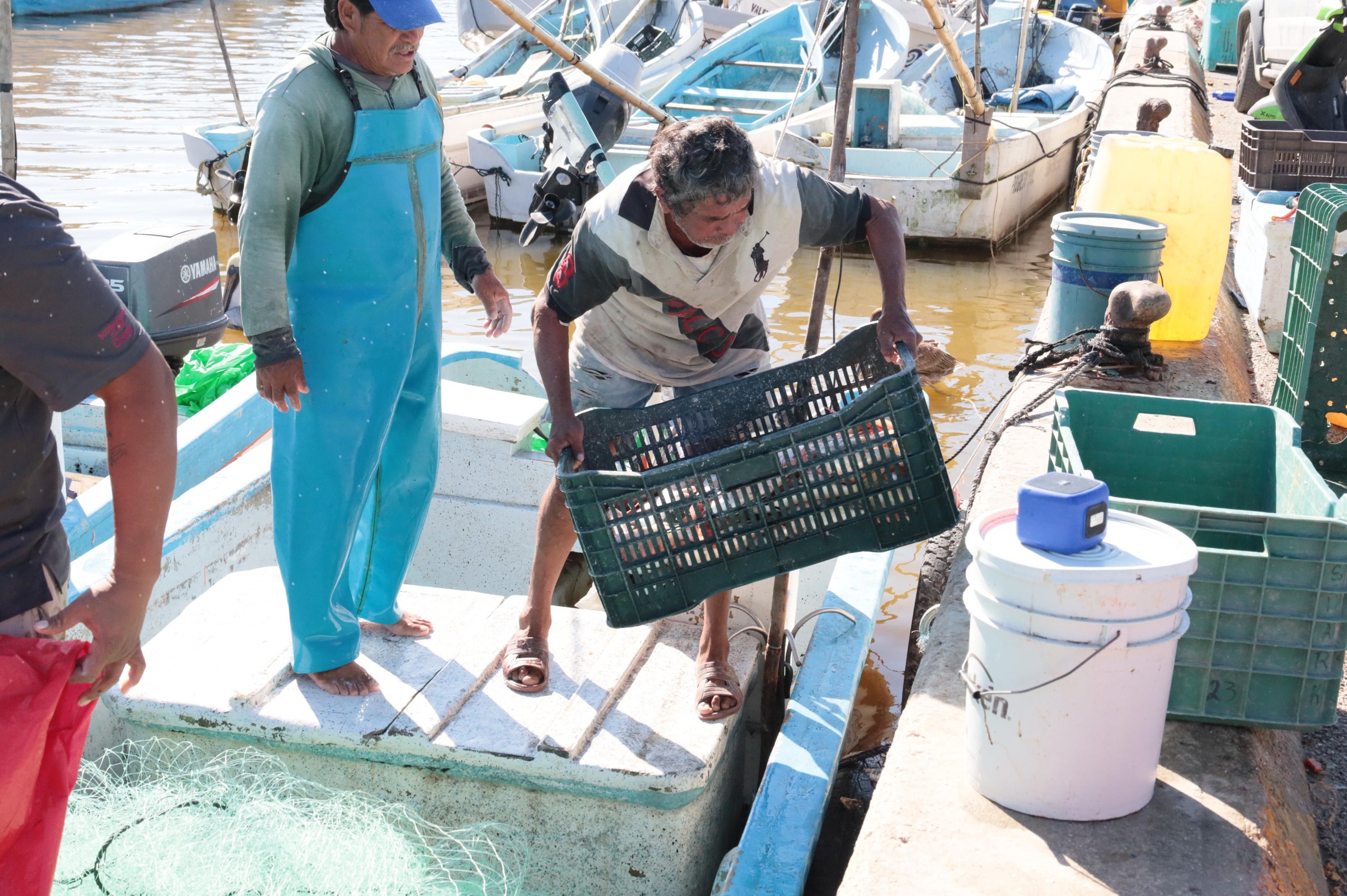 Inicia la veda del mero para proteger la pesca en Yucatán