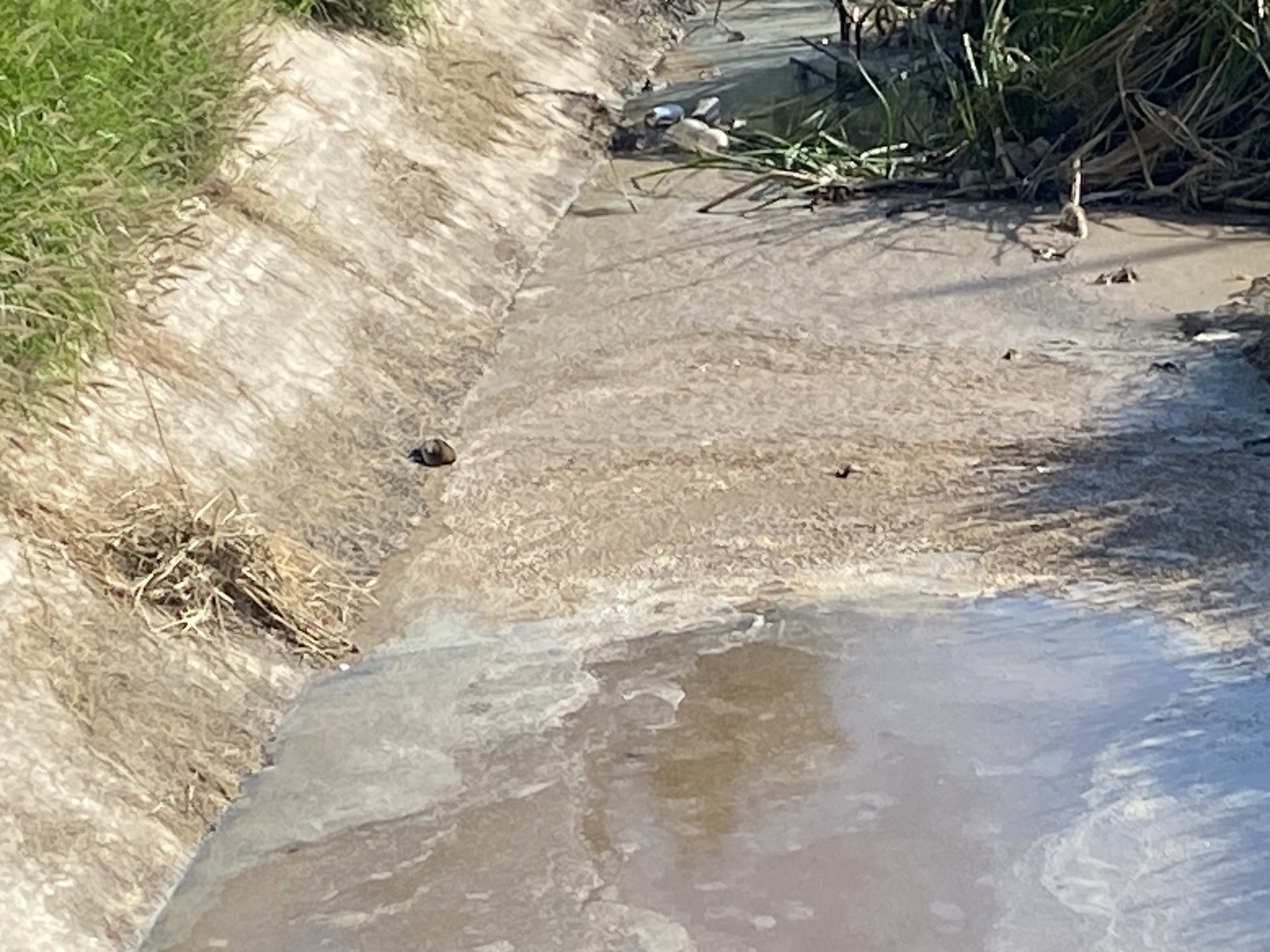 Conagua identifica a empresa responsable de descargas irregulares en canal de riego en Gómez Palacio