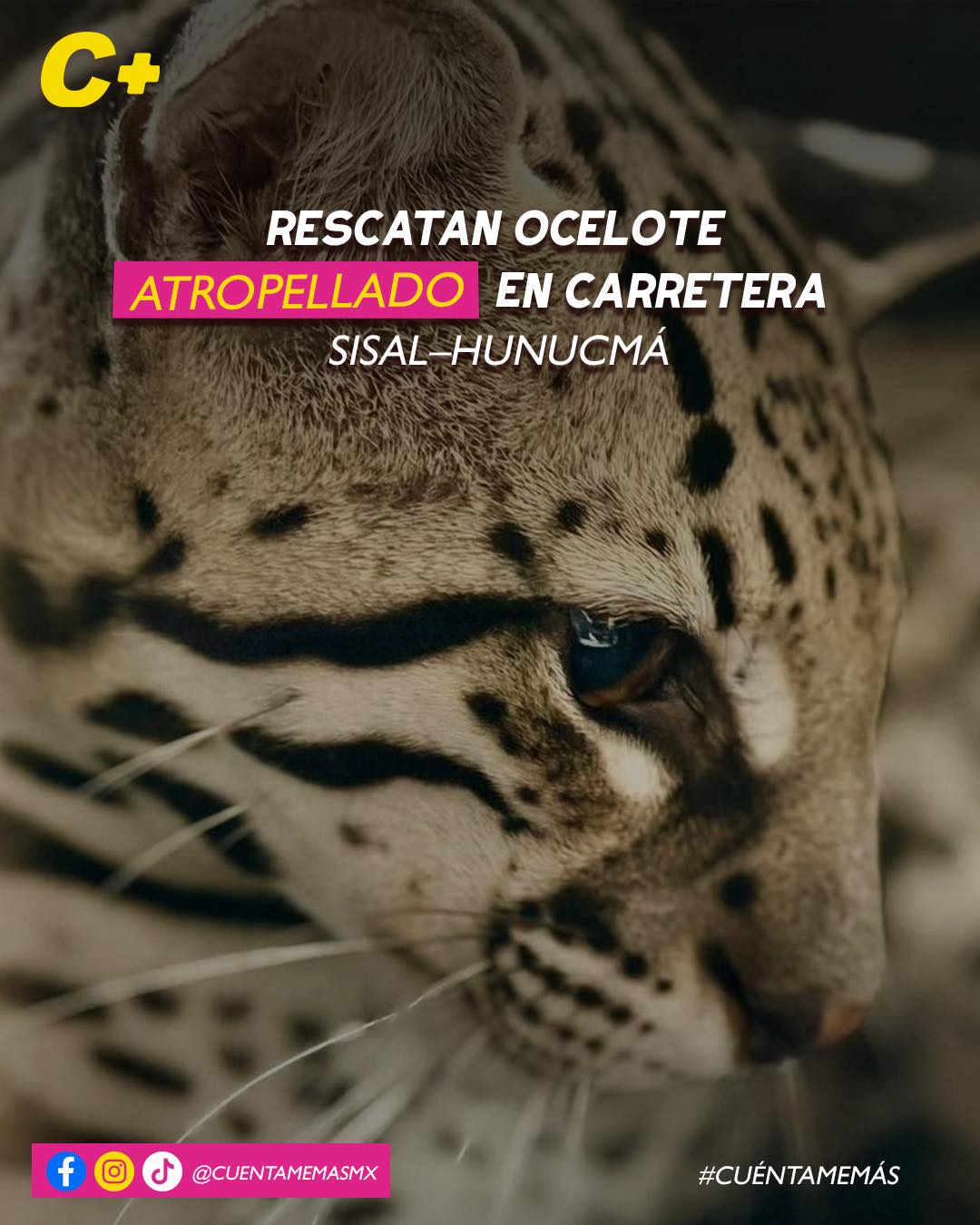 Rescatan ocelote atropellado en la carretera Sisal–Hunucmá