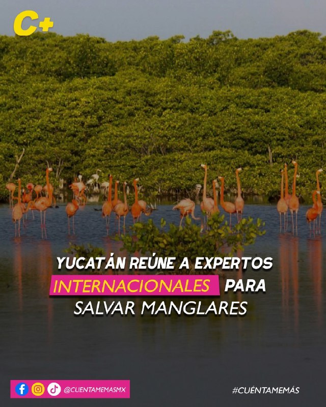 Yucatán reúne a expertos internacionales para salvar manglares