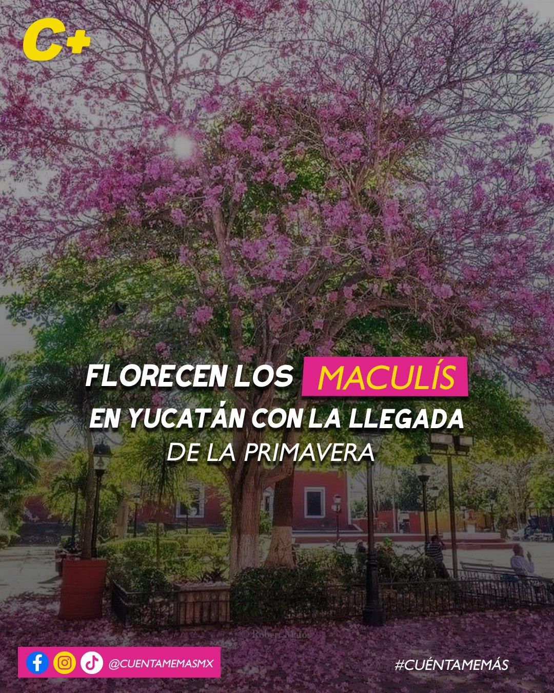 Florecen los maculís en Yucatán con la llegada de la primavera