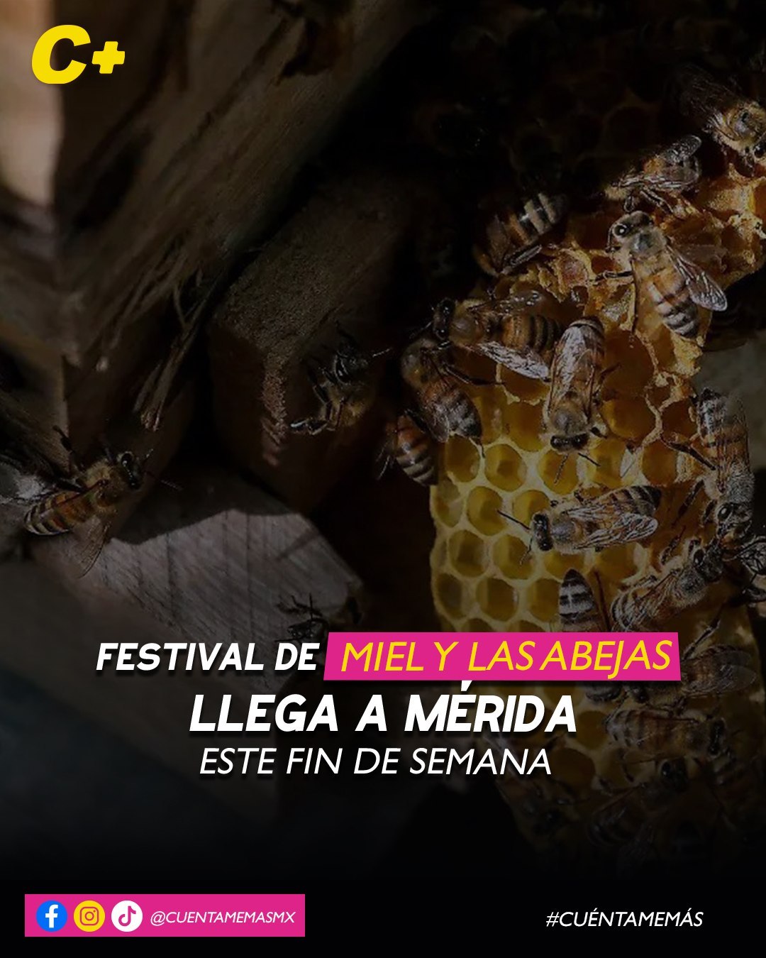 Festival de la Miel y las Abejas llega a Mérida este fin de semana