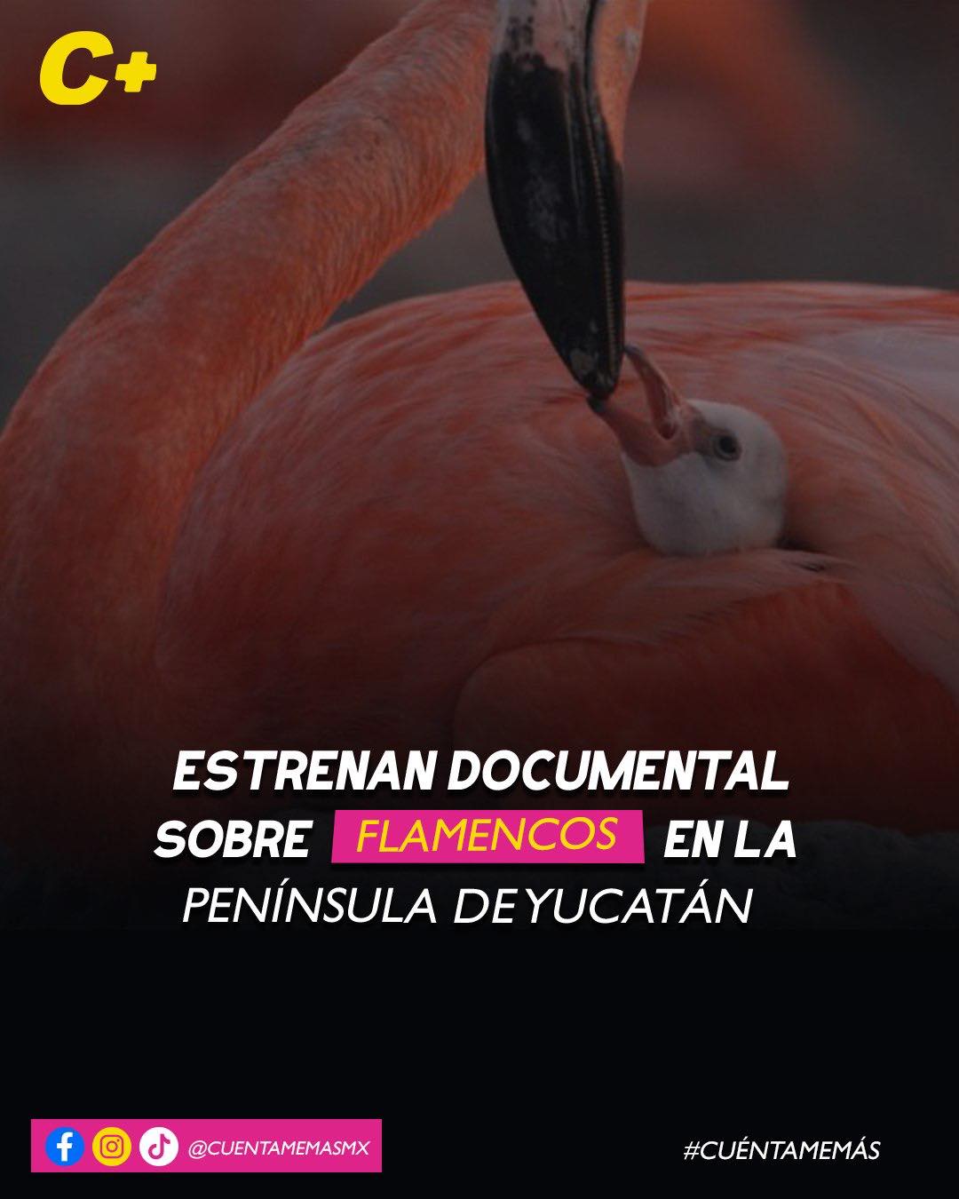 Estrenan documental sobre flamencos en la Península de Yucatán