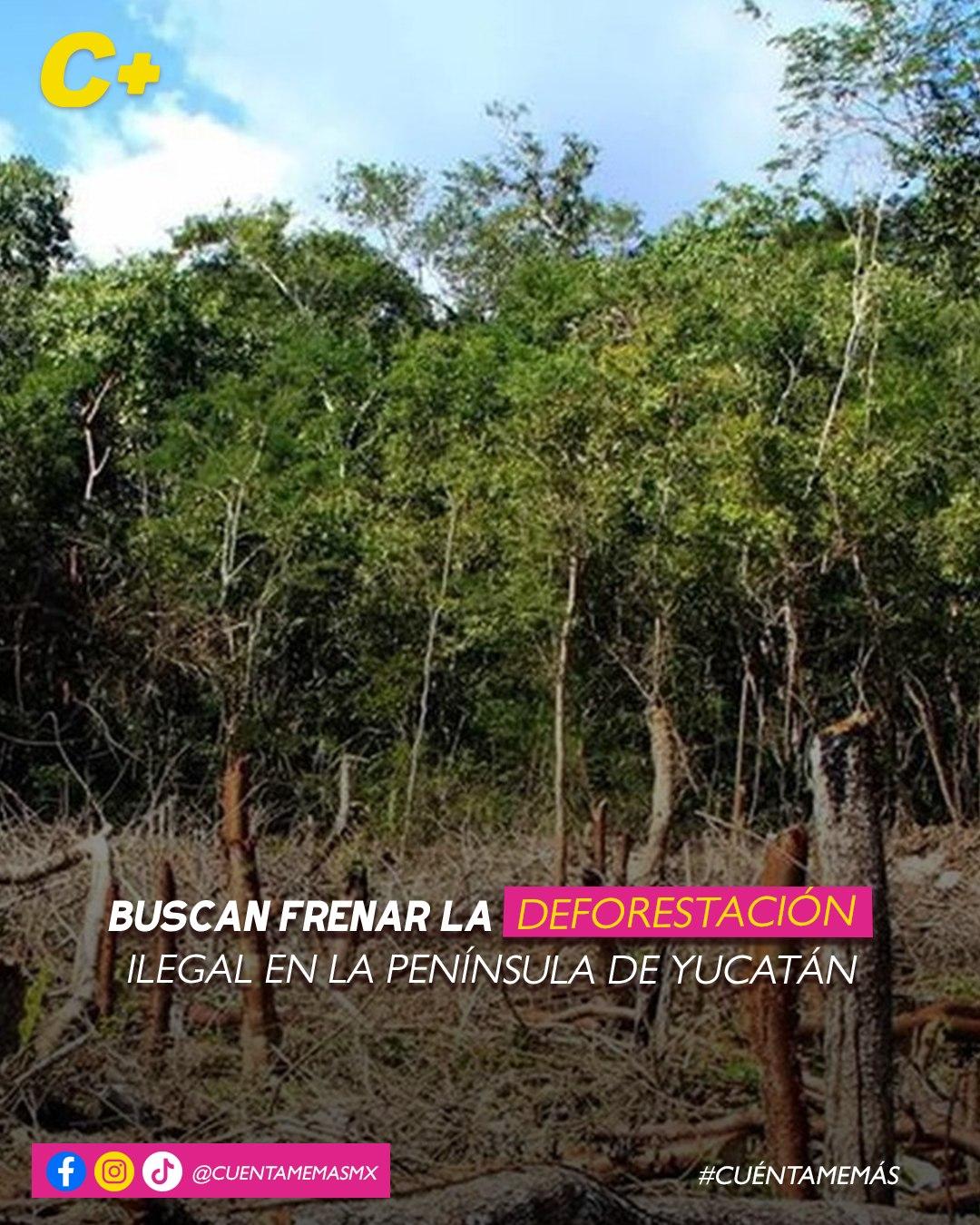 Buscan frenar la deforestación ilegal en la Península de Yucatán