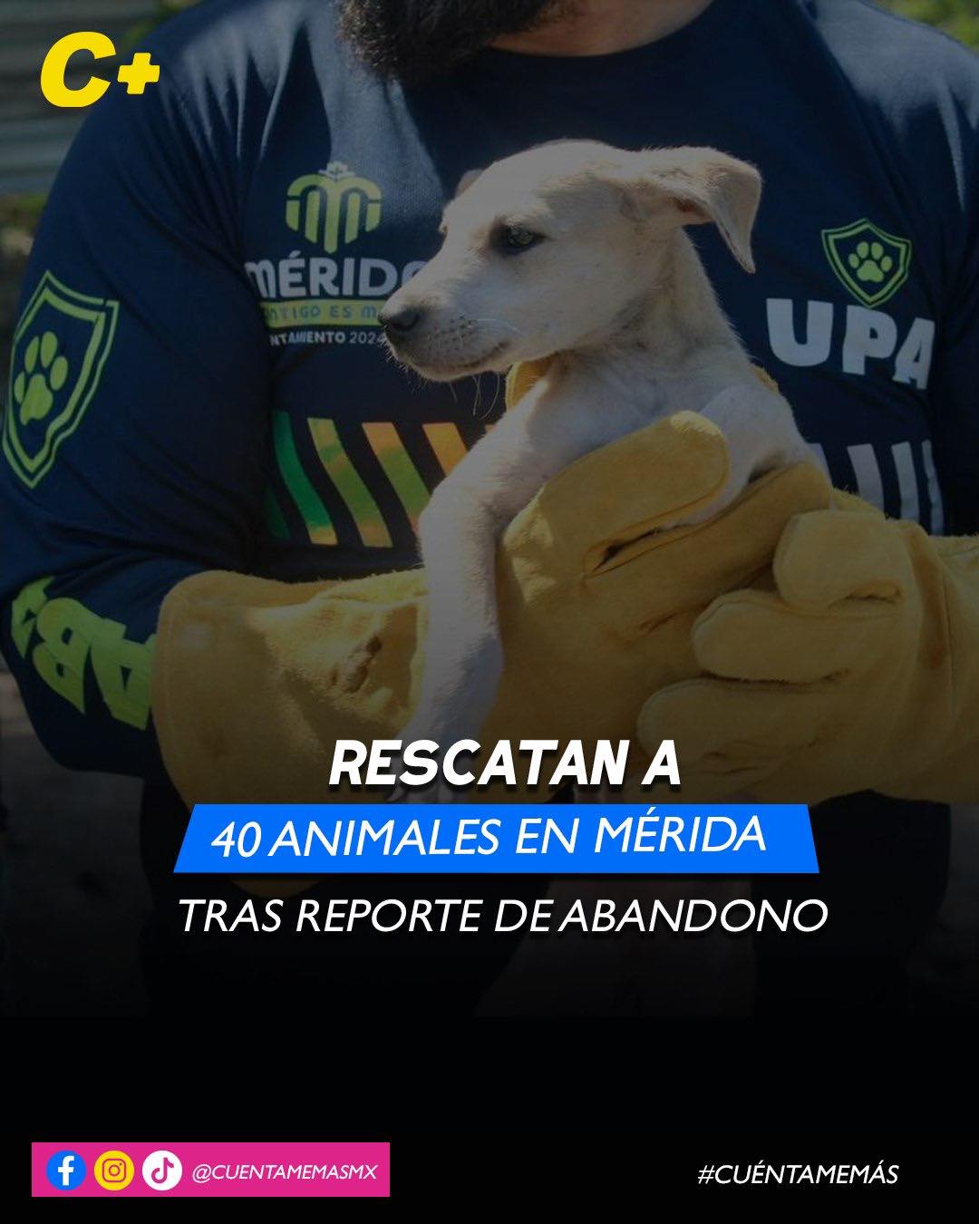 Rescatan a 40 animales en Mérida tras reporte de abandono