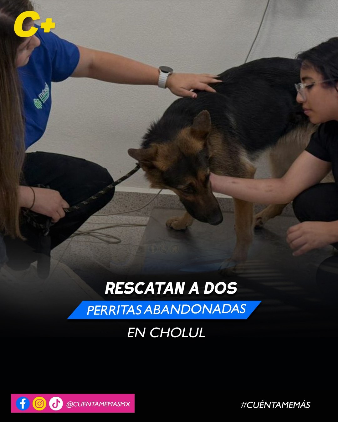 Rescatan a dos perritas abandonadas en Cholul