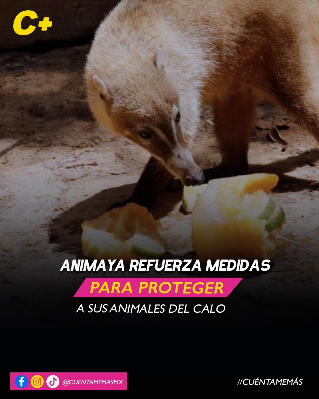 Animaya refuerza medidas para proteger a sus animales del calor