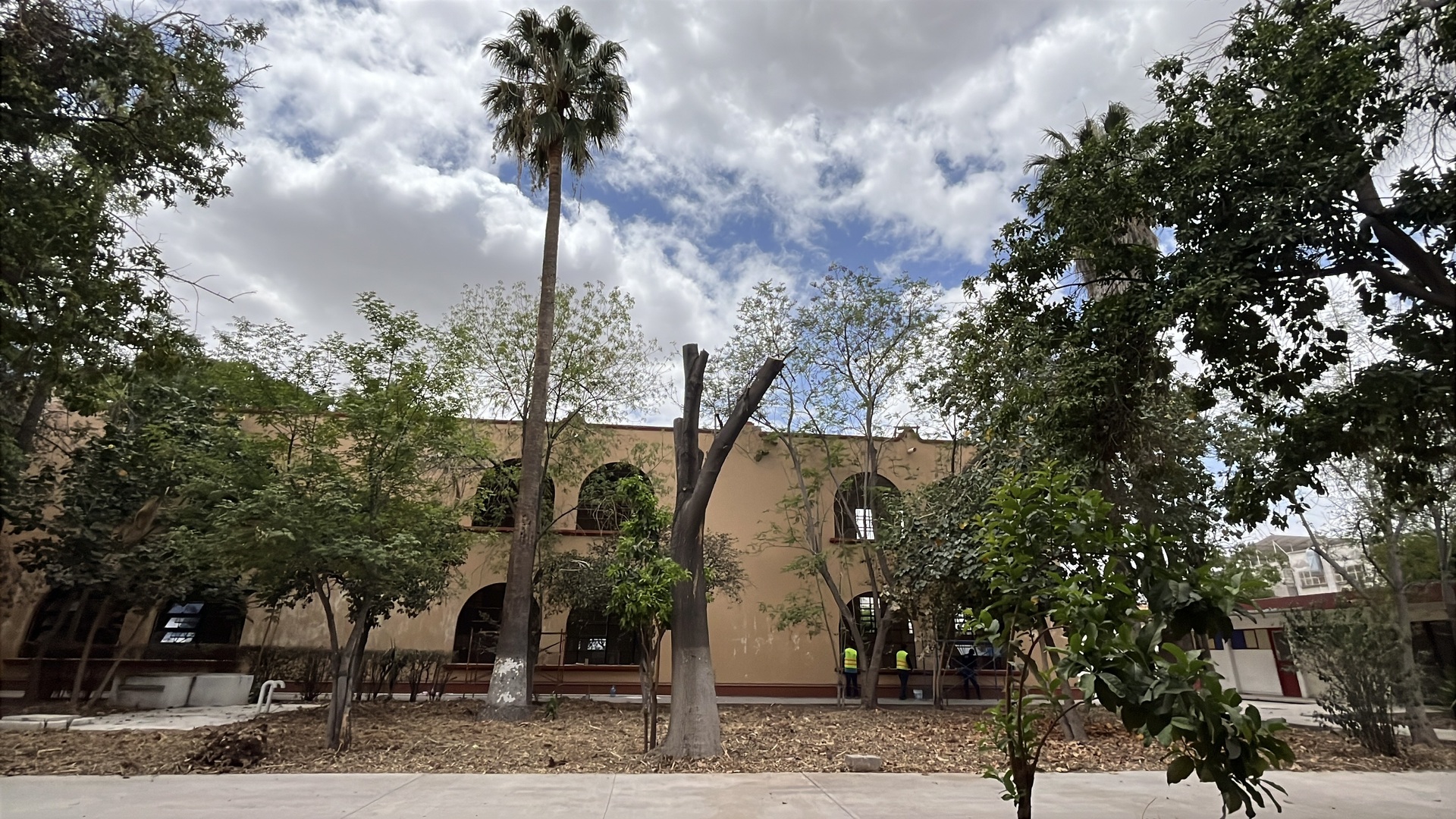 Retirarán hasta doce árboles secos del futuro Centro Cultural del Norte en Torreón