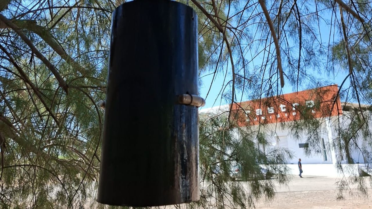 Clima en la Laguna frena propagación de la mosca del gusano barrenador