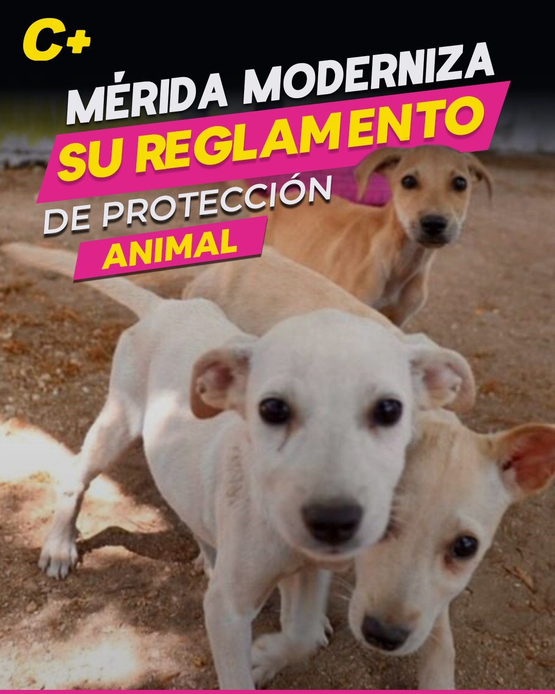Mérida moderniza su reglamento de protección animal