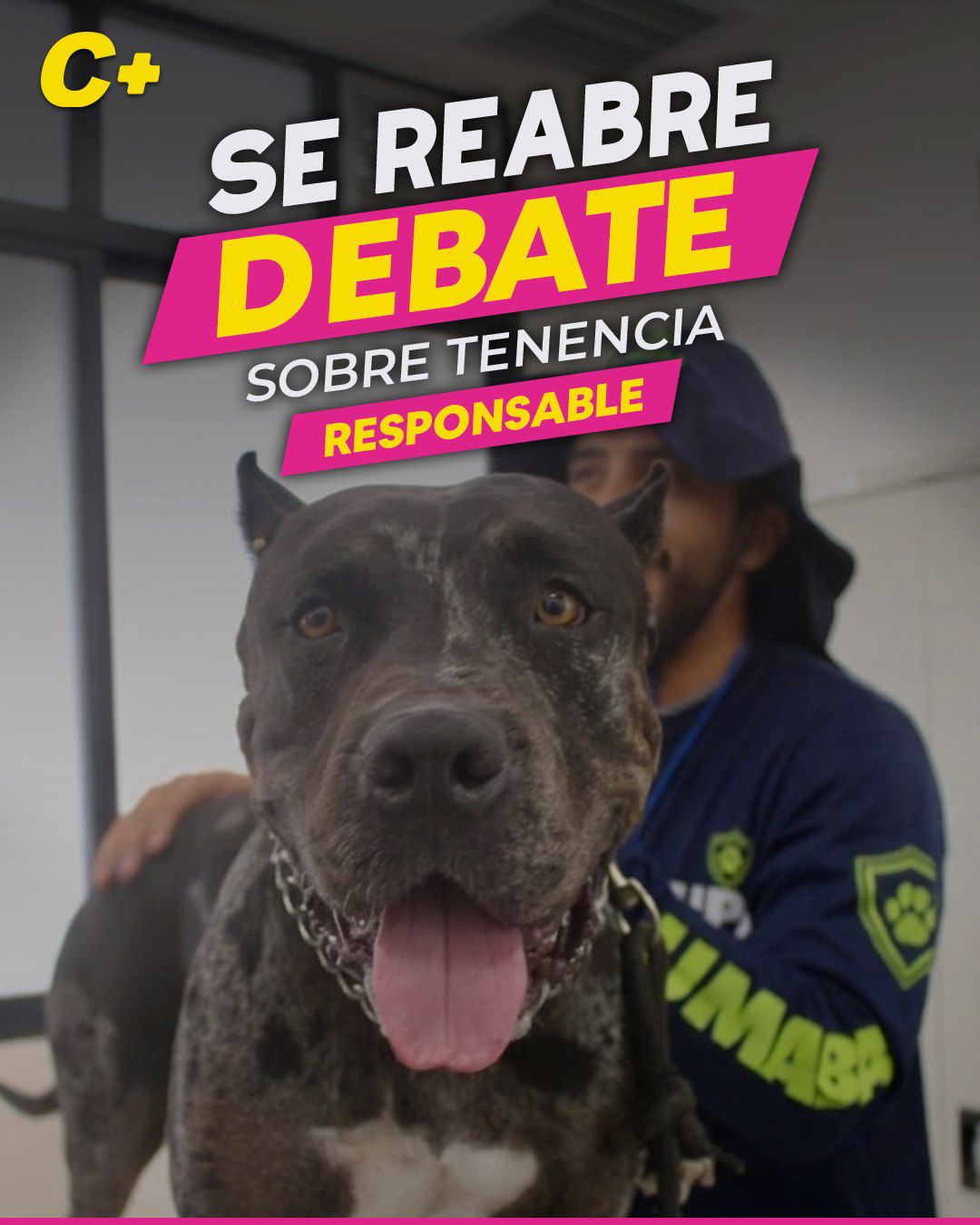 Se reabre debate sobre tenencia responsable