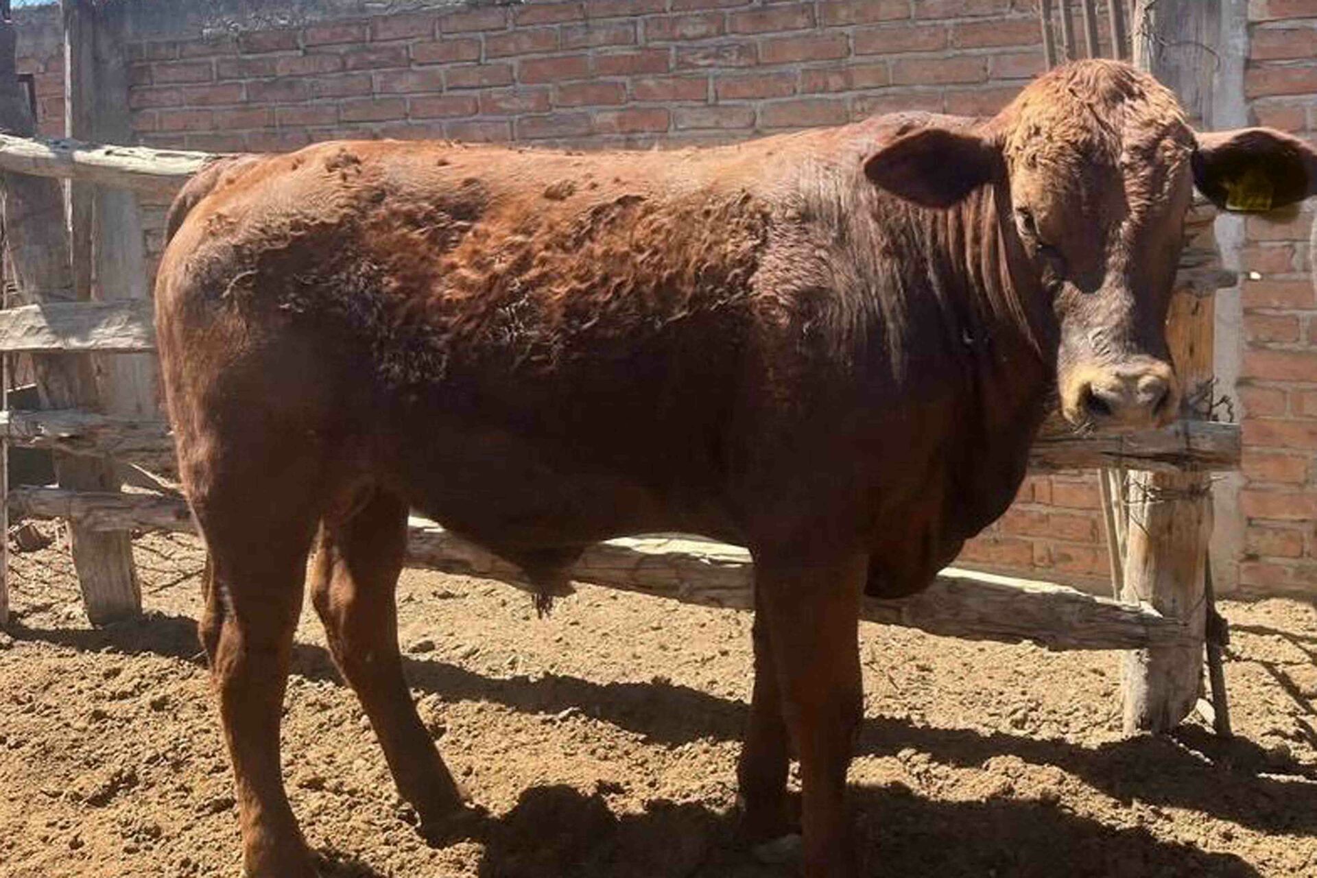 Reportan primer caso de gusano barrenador en una persona en Coahuila