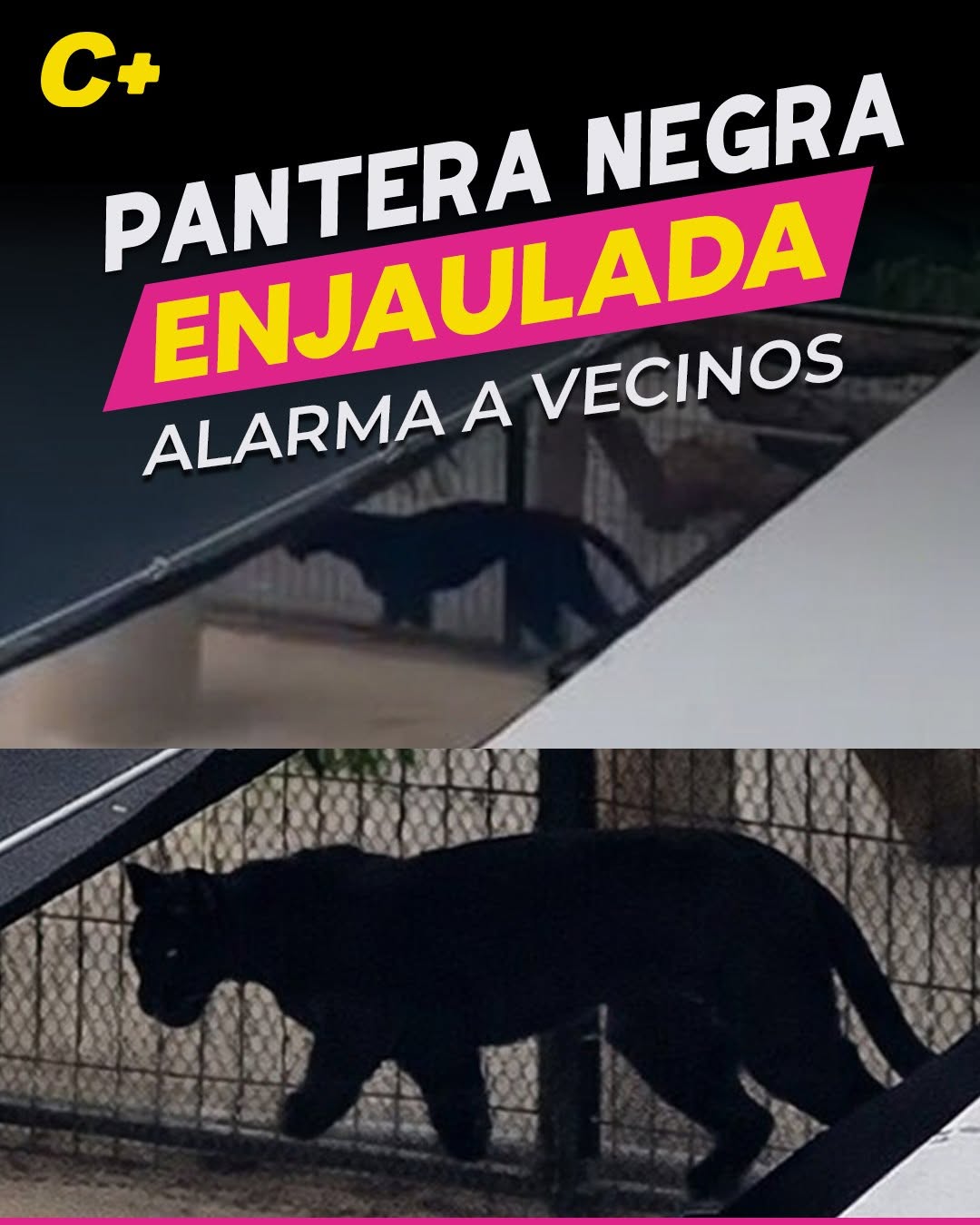 Vecinos de Conkal denuncian pantera negra en zona habitacional