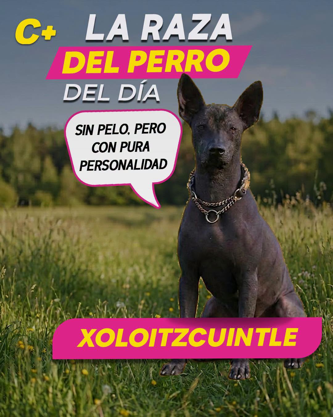 El #Xoloitzcuintle no solo es una de las razas más antiguas de México, también es considerado un compañero espiritual pues se creía que ayudaba a guiar a las almas en su camino al Mictlán. Así que además de ser único y elegante, este lomito carga con una misión bastante poderosa