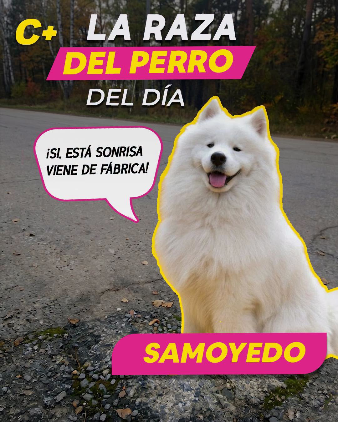 l #Samoyedo parece andar sonriendo todo el tiempo, pero esa carita feliz no es solo ternura: su famosa “sonrisa” ayuda a que no babeen tanto, algo muy útil en climas helados para evitar que se les forme hielo cerca del hocico.