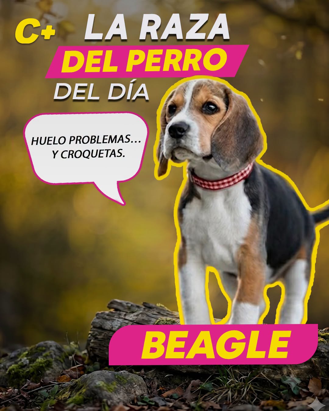 El #Beagle tiene una carita de “yo no fui”, pero su nariz puede delatarlo todo: su olfato es tan poderoso que en algunos aeropuertos los usan para detectar alimentos, plantas y otros productos escondidos en maletas. Básicamente, es un investigador con orejas largas y cara de travieso.
