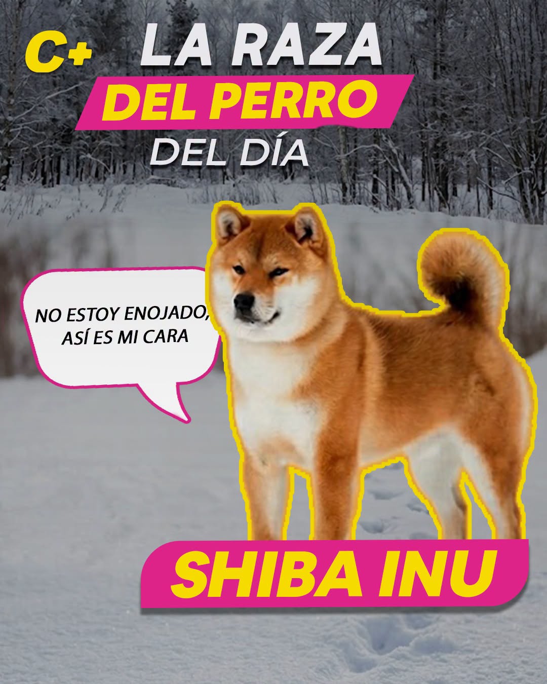 El #ShibaInu parece un perrito muy elegante y tranquilo, pero muchos tienen una personalidad tan independiente que a veces se comportan más como gatos que como perros. Les gusta decidir cuándo recibir cariño, cuándo ignorarte y cuándo mirarte como si ellos fueran los dueños de la casa.