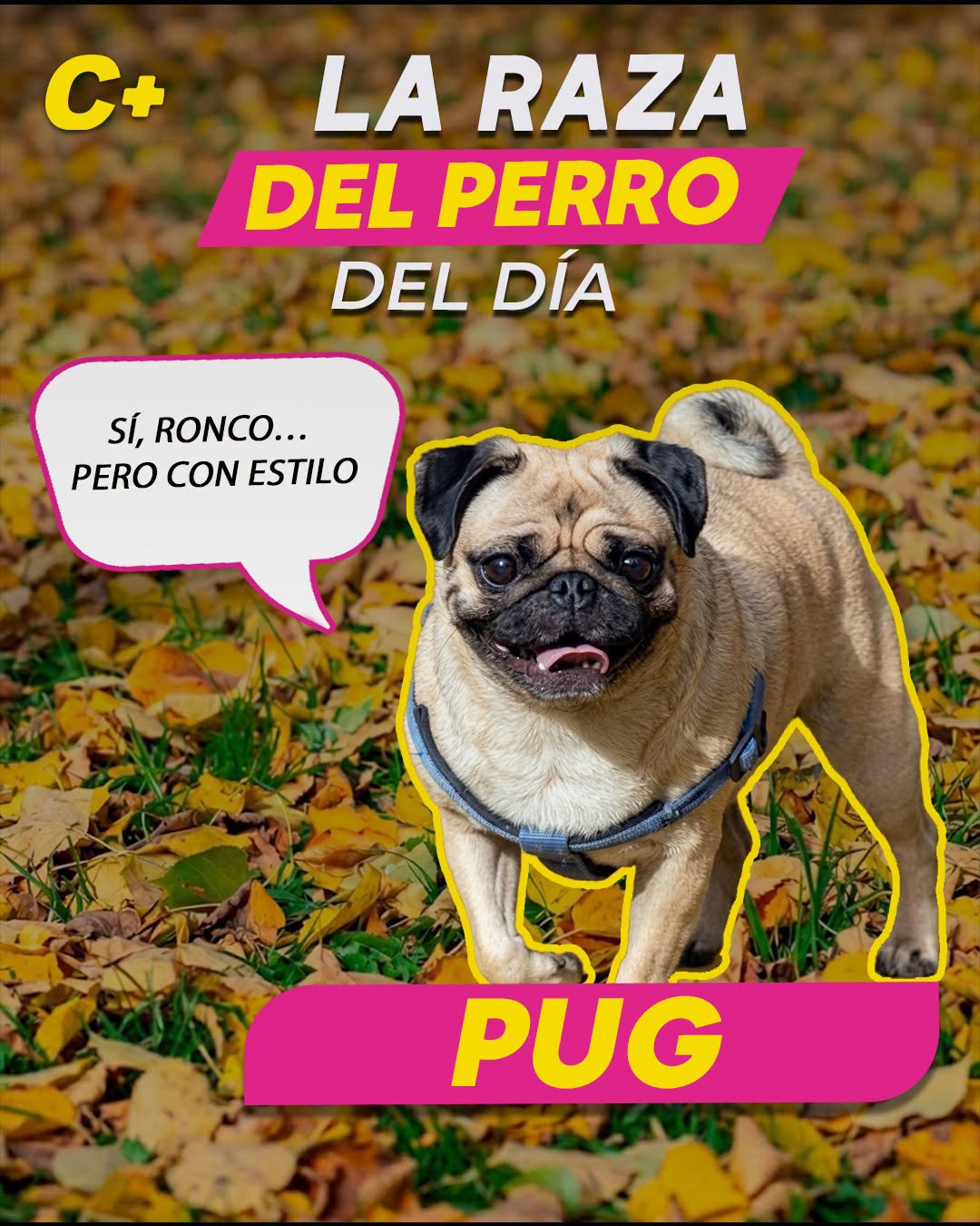 El #Pug parece vivir con cara de preocupación, pero en realidad viene de una raza que fue consentida por emperadores chinos hace cientos de años. Eran tan apreciados que vivían en palacios y hasta tenían cuidadores especiales. O sea, este lomito arrugadito trae energía de realeza desde hace siglos.
