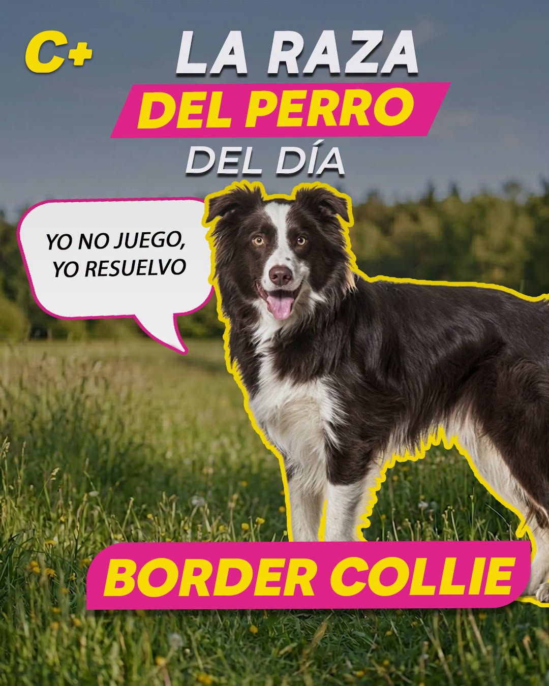 El #BorderCollie no solo es bonito y lleno de energía: también es considerado uno de los perros más inteligentes del mundo. Algunos pueden aprender cientos de palabras, distinguir juguetes por nombre y hasta resolver tareas como si estuvieran en una competencia de genios con patas.