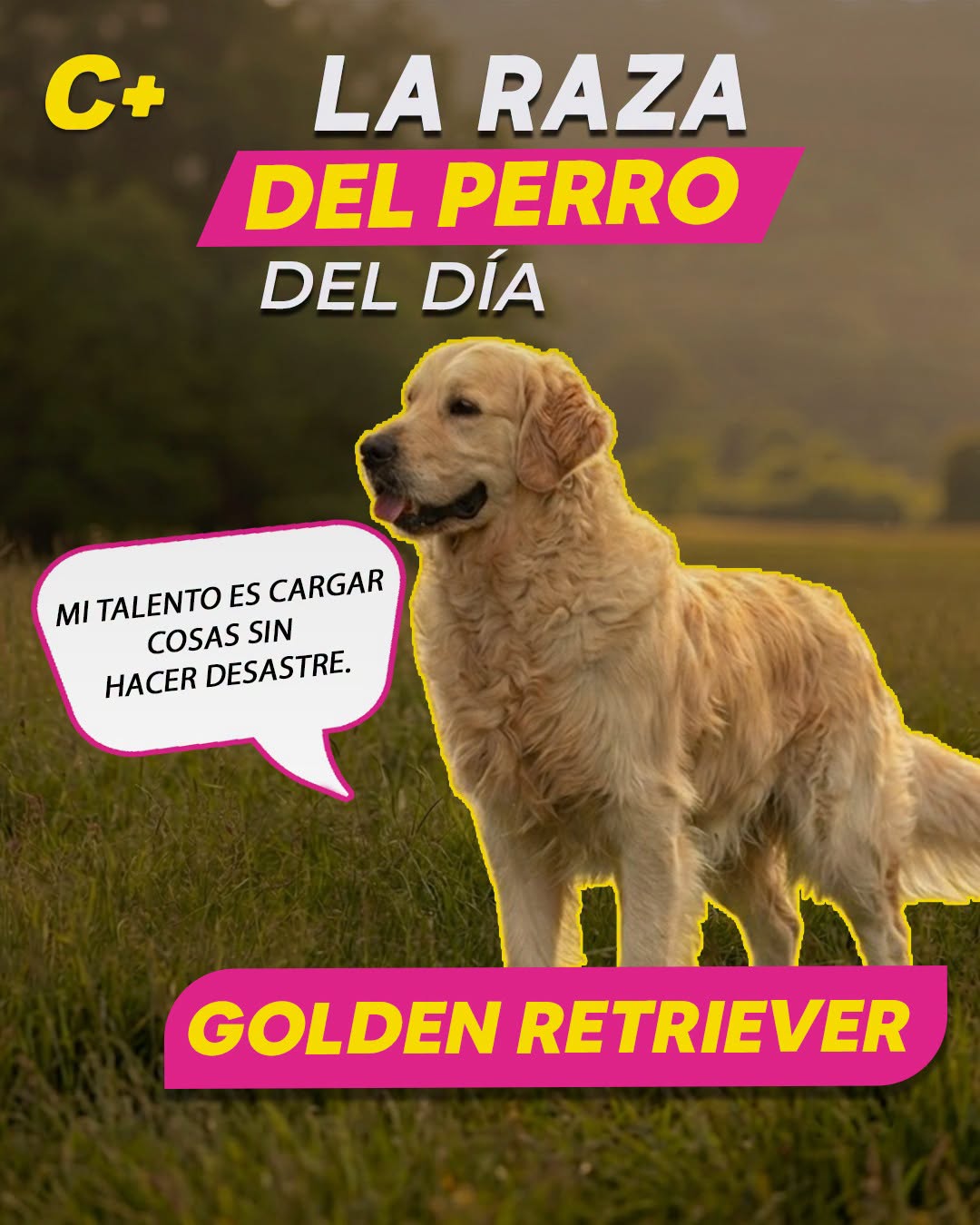 El #GoldenRetriever tiene una “boca suave” tan delicada que puede cargar objetos sin apretarlos demasiado; de hecho, existe la fama de que algunos pueden sostener un huevo crudo sin romperlo.  No por nada originalmente ayudaban a recuperar aves sin dañarlas.