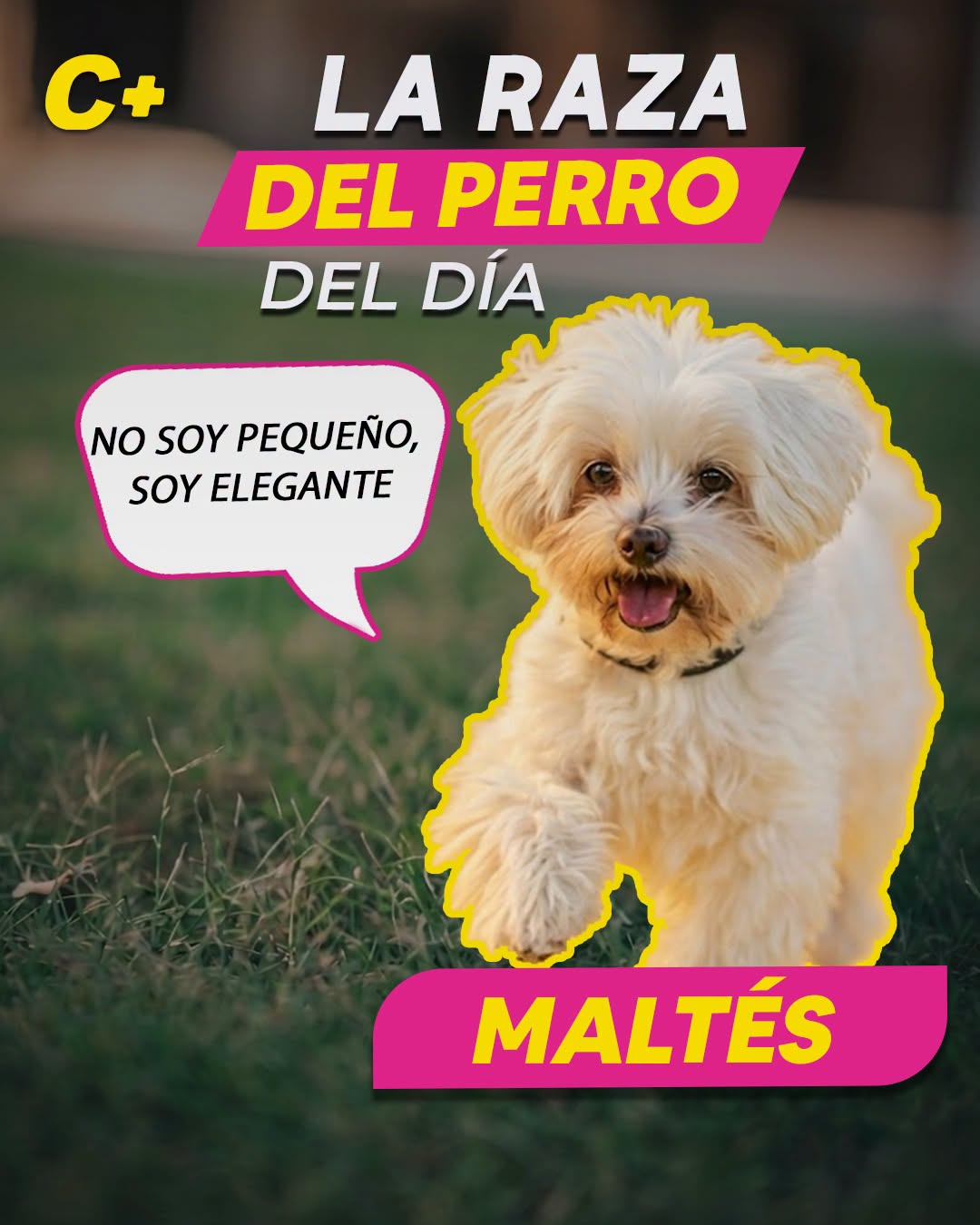 El #Maltés tiene cara de angelito, pero en la antigua Roma llegó a ser tan famoso que algunas mujeres de la alta sociedad lo llevaban como accesorio de lujo. Básicamente, este perrito blanco ya era influencer mucho antes de que existieran las redes sociales.
