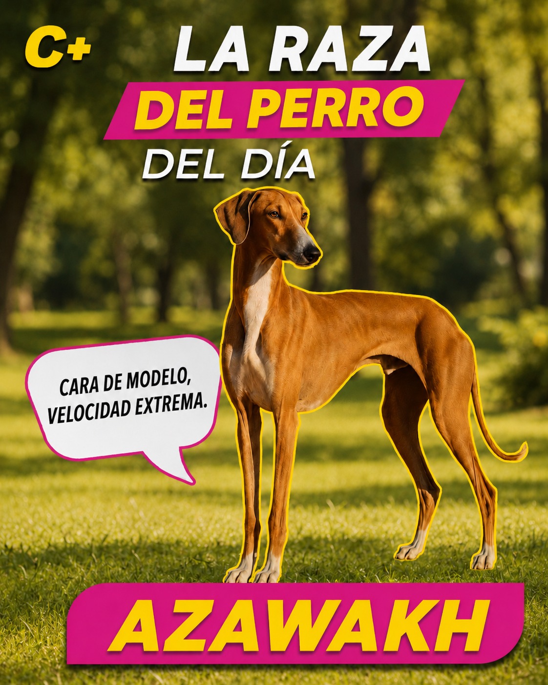 El #Azawakh parece modelo de pasarela, pero su historia es de otro nivel: esta raza africana fue criada para correr detrás de gacelas en el Sahara, bajo temperaturas extremas.  Elegante por fuera, atleta de alto rendimiento por dentro.