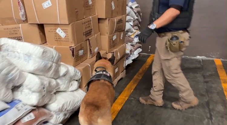 Día del perro: Los héroes de cuatro patas de Torreón