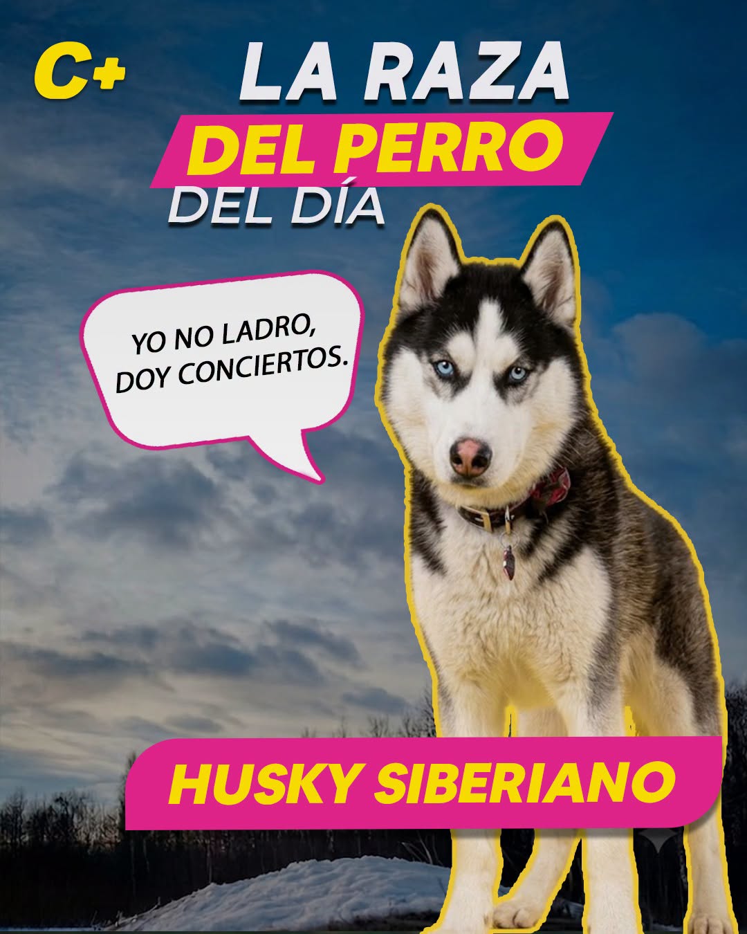 El #HuskySiberiano fue criado para recorrer enormes distancias sobre nieve y jalar trineos en equipo. 