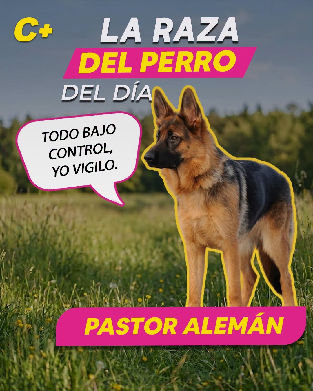 El #PastorAlemán no fue creado para verse elegante: cada parte de su cuerpo se desarrolló pensando en que fuera un perro de trabajo, inteligente, fuerte y siempre alerta. 