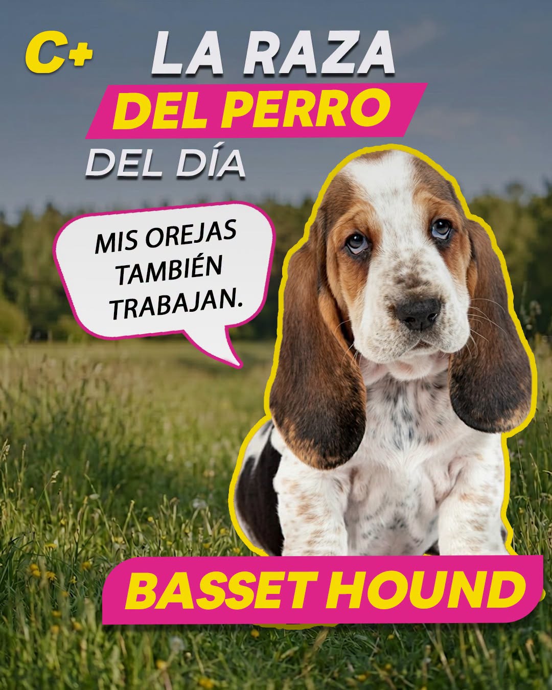 El #BassetHound no tiene esas orejas gigantes solo para verse adorable: cuando camina con la nariz pegada al suelo, sus orejas ayudan a mover los olores hacia su hocico. 